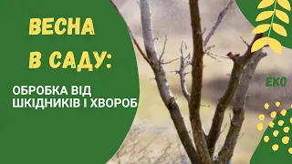 Як захистити сад навесні: обробка від шкідників та хвороб