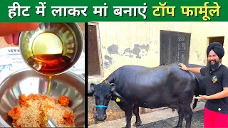 पशु को हीट में लाने का पक्का इलाज👍 Heat Problem Solution cow Buffalo Kaise laaye Pashu Ko Heat mein