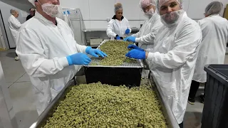 Inside Green Dragon’s Medical Cannabis Facility in Florida