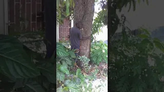 Did man fucking the tree