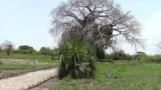 Kaole ruins - the baobab tree