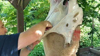 HOW TO CUT UP A SHEEP.🐏 OVIS ARIES.⁉️ Eid al-Adha. SUBTITLED. ASMR