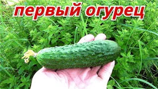 Первые огурцы. Сравнение сортов. В мешках или на грядке.