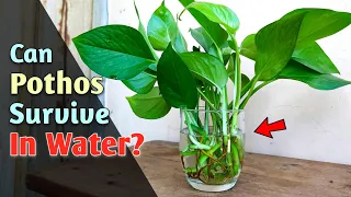 Growing Pothos Plant in Water(FOREVER) // Pothos Plant Care