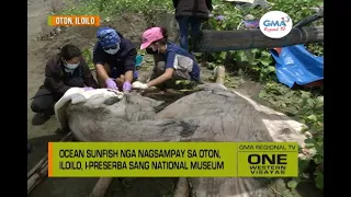 One Western Visayas: Ocean Sunfish nga Nagsampay sa Oton, Iloilo, I-preserba sang National Museum