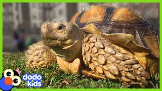 Henry The Tortoise Can't Stop Eating Shoes | Animal Videos | Dodo Kids