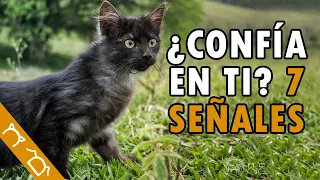 Cómo Saber Si Mi Gato CONFÍA En Mí | 7 Señales De CONFIANZA En Gatos | ¿ Tu Gato Te Ama ?