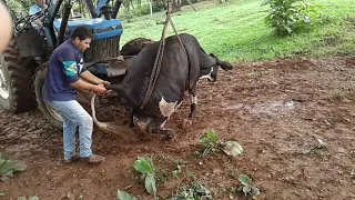 Como levantar vaca muada