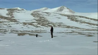 Penguin suicide (Encounters At The End Of The World, 2007)
