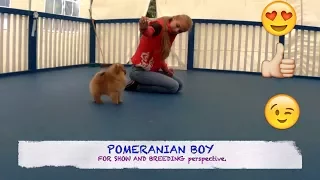 POMERANIAN POMERANIAN PUPPY POMERANIAN DOG  ПОМЕРАНСКИ ШПИЦ ЩПИЦ ЩЕНОК ЩЕНОК ШПИЦА ПОМЕРАНСКИЙ ТИП