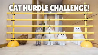 Cat Hurdle Challenge! Can My Cats Make the Jump? | Kittisaurus