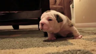 English Bulldog Puppy Learning To Walk For The First Time | Dog care | RTM