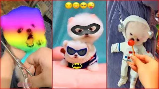 Tik Tok Chó Phốc Sóc Mini 😍 Funny and Cute Pomeranian #245