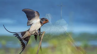 Flee as a bird  /  Trekharmonica & Orgel NAK gem. Breda (NL)