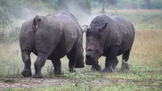 Steamy RHINOS 🦏 Mating LEOPARDS 🐆 WILD DOGS vs HAMMERKOP 😂