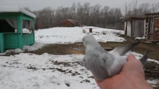 Мой опыт, связанный с такой птицей как КОСОНИ.. Обзор 3