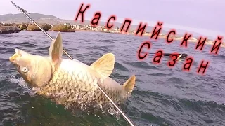 Подводная охота 2017. Ассорти.Сазан.Карась.Кефаль.Spearfishing 2017. Meats.Carp.Carp.Mullet.