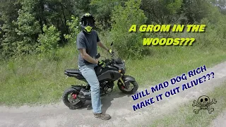 Honda Grom vs CRF250L Off Road???