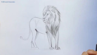 How to Draw a Lion - Narrated