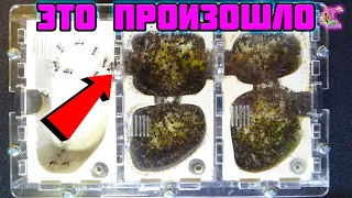 Формикарий переполнен, что делать?! ● Myrmicaria brunnea