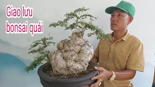 Sam Núi, Duối quái, Hải Châu, Cốc, bonsai, giao lưu với giá hữu nghị, cây cảnh, Quy Nhơn, Bình Định