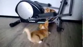 Маленький корги Кекс играет с котом Кузей (little corgi Keks plays with cat Kuzya)