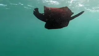 Swimming Sea Hare Perth