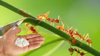 Ants disappear in 2 minutes and never come back! The most effective insecticide!