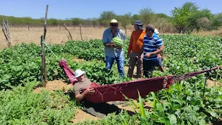 FARTURA NO SERTÃO NORDESTINO. VISITANDO O ROÇADO DE SEU ANTÔNIO PEREIRA DE SALGUEIRO PERNAMBUCO.