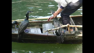 P1190582 fishing with cormorants