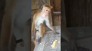 Кушай, кушай. СМЕШНЫЕ ОБЕЗЬЯНЫ НА ШРИ ЛАНКЕ.  FUNNY MONKEYS, FUN WITH MONKEYS  SRI LANKA shorts