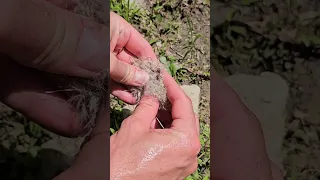 Making Dandelion Seed Fluff and Pine/Spruce resin firestarters