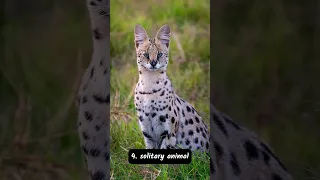 5 Serval Facts