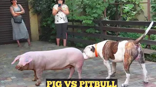 Pig And Dog Meeting Interesting Moments | Pig And Dog Breeds | Pig And Dog |Animals Marron