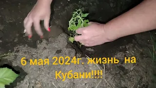 Посадка томатов 🍅  6 мая 2024 г.