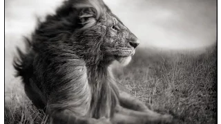 Photographer Spotlight: Nick Brandt