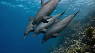 Disneynature Dolphin Reef: Dolphin Sleeping Movie Clip | ScreenSlam