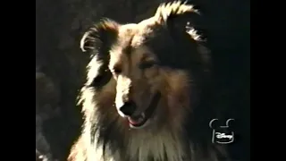 Disney's "The Little Shepherd Dog of Catalina" Season 19 Ep 17