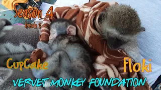 Baby orphan monkey Cupcake makes friends with Floki, Floki needs moral support for vet trip