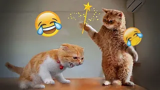 🤣🙀 So Funny! Funniest Cats and Dogs 2024 ❤️🐱 Funniest Animals # 24