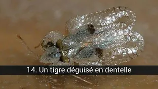 Les insectes les plus rares qui habitent la planète