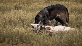 Far Cry 5 Wolf takedown