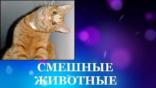 Смешные животные. Смотреть про кошек смешно