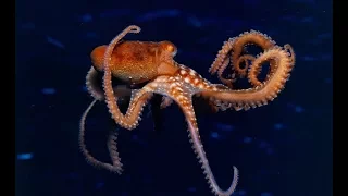 Secret Life of Octopuses - Intelligent Ocean Animals (Octopus Documentary 2018)