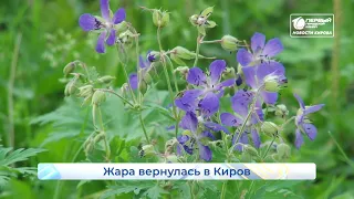 Жара вернулась в Киров  Новости Кирова  07 07 2021