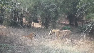 Tiger - Tigress conflict at a close distance | Tadoba Andhari Tiger Reserve , India | Jan 2023