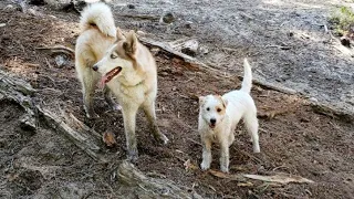[jack Russell Terrier Ares] Ares chased out a bear and then found a new girl friend on a trail