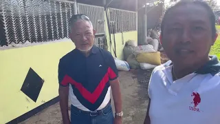 Pinakablis na kabayo sa larangan ng harness racing- Brisket