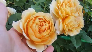 Rosa 'Golden Celebration'