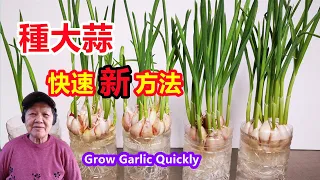 New Way to Grow Garlic Quickly, Harvest garlic sprouts and garlicMars Hydro